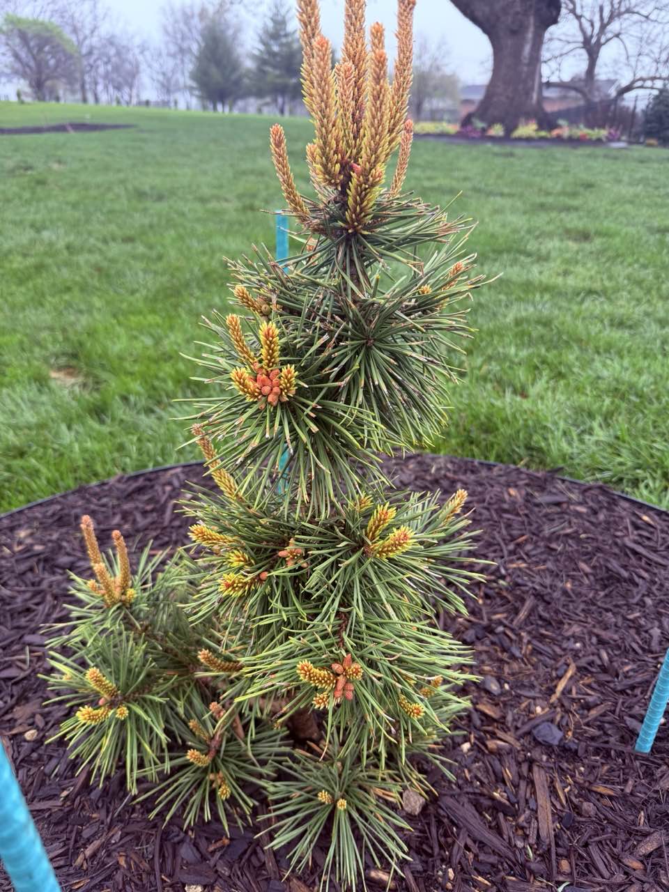 Landscaping 38